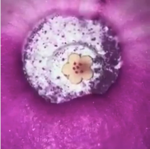 Flower Power Bath Bomb